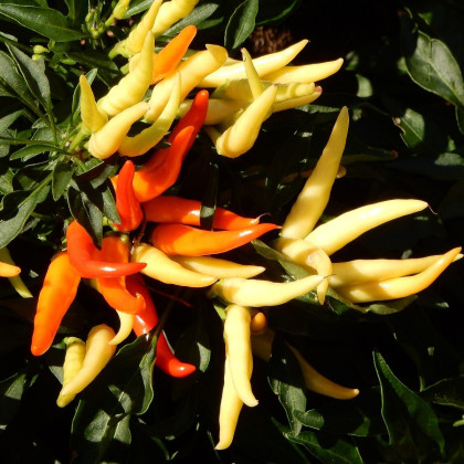 Paprika Poupila - Capsicum annuum - semena papriky - 50 ks