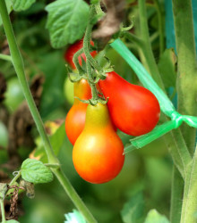 Rajče Červená hruška - Solanum lycopersicum - semena rajčete - 7 ks