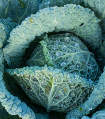 Kapusta hlávková Langedijské - Brassica oleracea L. - semena kapusty - 160 ks