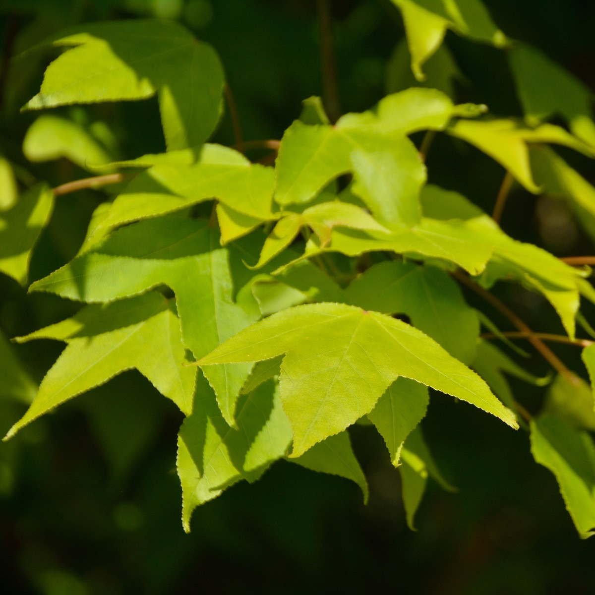 Javor Oblongum - bonsai Acer oblongum - semena - 5 ks