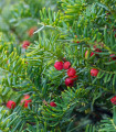 Tis japonský - Taxus Cuspidata - semena - 5 ks