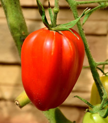 Rajče Big Mama F1 - Lycopersicon esculentum - semena rajčete - 7 ks
