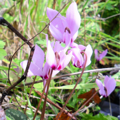 Brambořík růžový - Cyclamen cilicium - hlízy bramboříku - 1 ks