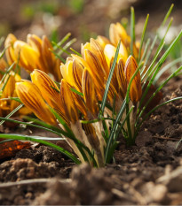 Krokus zlatý - Crocus fuscontinctus - hlízy krokusu - 3 ks