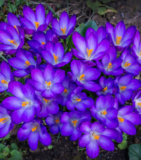 Krokus Tomasiniho Ruby Giant - Crocus tommasinianus - hlízy krokusu - 3 ks