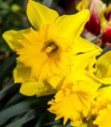 Narcis trubkovitý Barenwyn - Narcissus - cibule narcisu - 3 ks