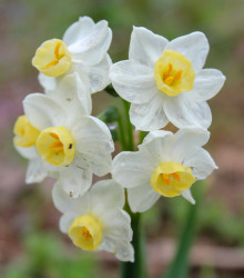 Narcis Minnow - Narcissus - cibule narcisu - 3 ks