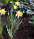 Narcis Topolino - Narcissus - cibule narcisu - 3 ks