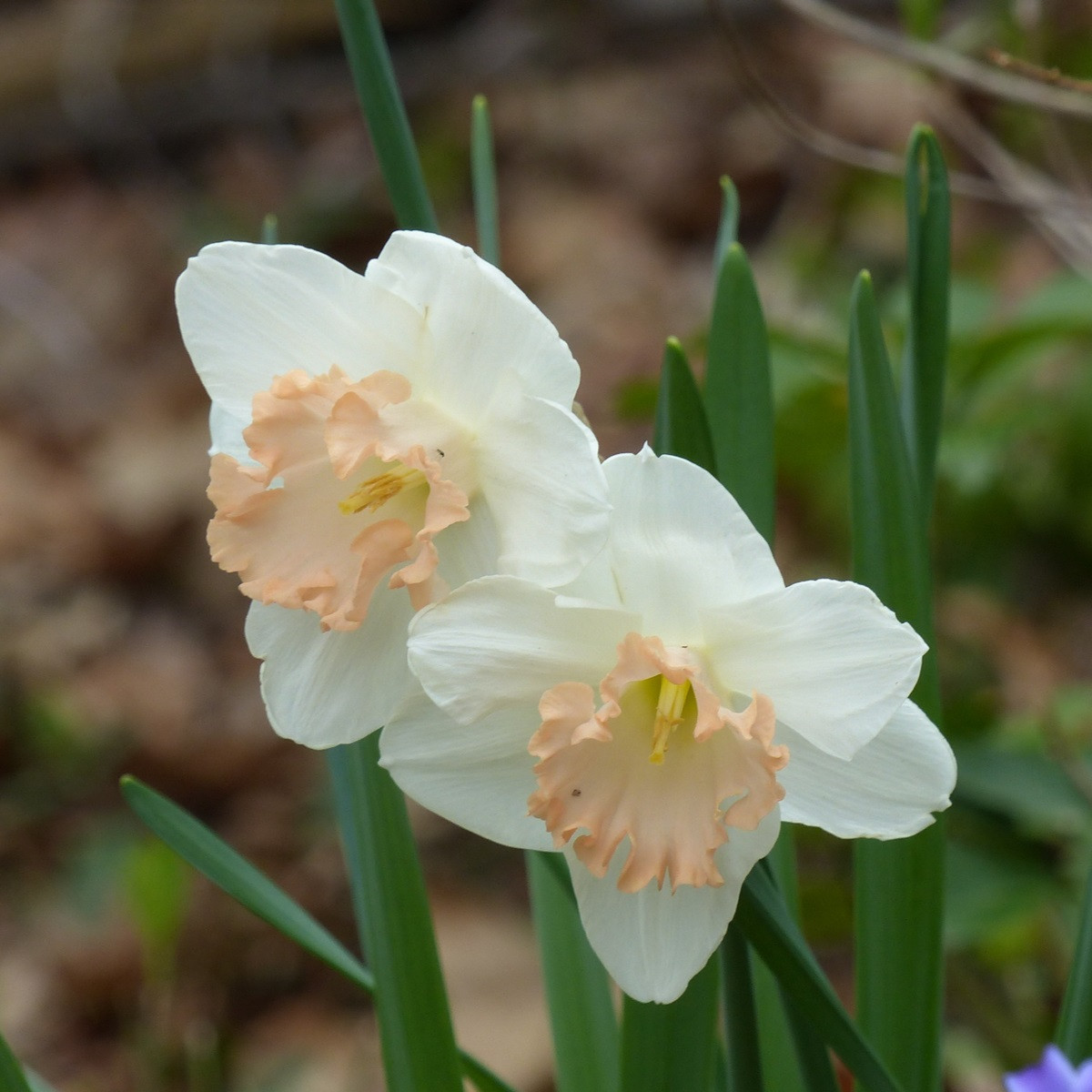 Narcis Salome - Narcissus L. - cibule narcisu - 3 ks