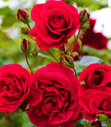 Růže velkokvětá červená - Rosa - prostokořenné sazenice růže - 1 ks