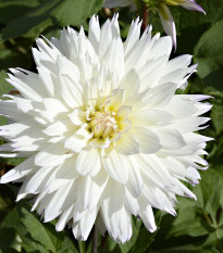 Jiřinka White Perfection - Dahlia - cibule jiřinek - 1 ks