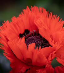 Mák východní Turkenlouis - Papaver orientale - prostokořenné sazenice máku - 1 ks