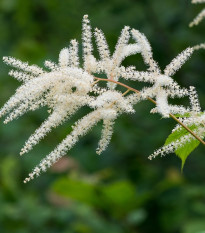 Čechrava japonská Deutschland - Astilbe japonica - hlízy čechravy - 1 ks