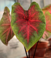 Kaládium Red Fresh - Caladium bicolor - hlízy kaládia - 1 ks