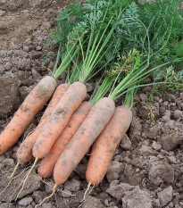 Mrkev raná Stupická - Daucus carota - semena mrkve - 800 ks