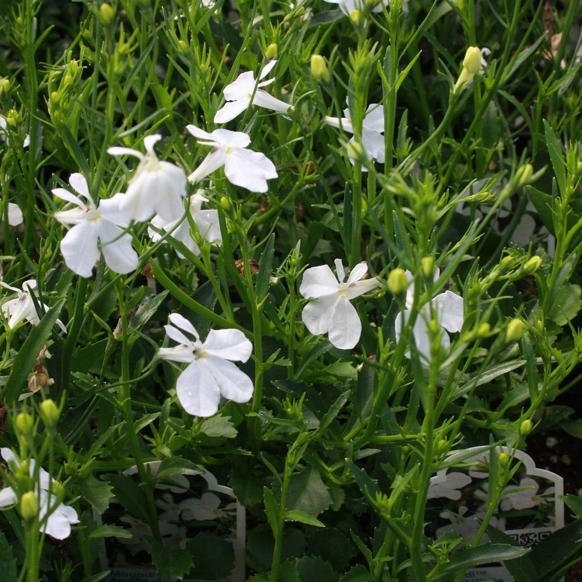 Lobelka drobná Bílý palác - Lobelia erinus - semena lobelky - 0,1 g