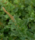 BIO Merlík všedobr - Chenopodium henricus - bio semena merlíku - 150 ks