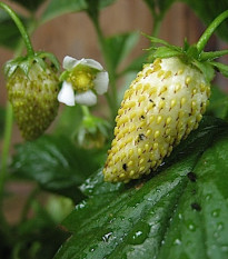 Jahodník měsíční Tubby White - Fragaria vesca - semena jahodníku - 15 ks