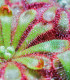 Rosnatka venusta - Drosera venusta - semena - 15 ks
