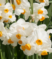 Narcis Geranium - Narcissus L. - cibule narcisu - 3 ks