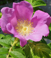 Růže svraskalá - Rosa rugosa - semena růže - 5 ks