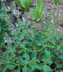 Bazalka pravá Spice - Ocimum basilicum - semena bazalky - 30 ks