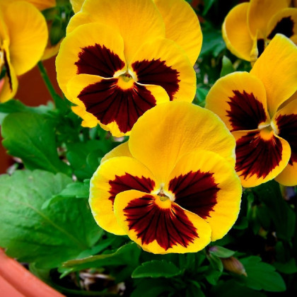 Maceška zlatožlutá Firnengold - Viola wittrockiana - semena macešky - 200 ks