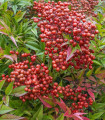 Nandina domácí - Bambus nebeský - Nandina domestica - semena nandiny - 3 ks