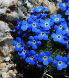 Pomněnka alpská temně modrá - Myosotis alpestris - semena - 130 ks