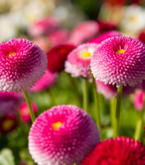 Sedmikráska pomponková růžová - Bellis perennis - semena sedmikrásky - 0,1 g