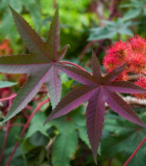 Skočec obecný červený - Ricinus communis gibsoni - semena skočce - 3 ks