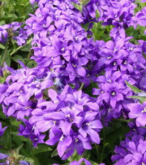 Zvonek klubkatý - Campanula glomerata - semena zvonku - 600 ks