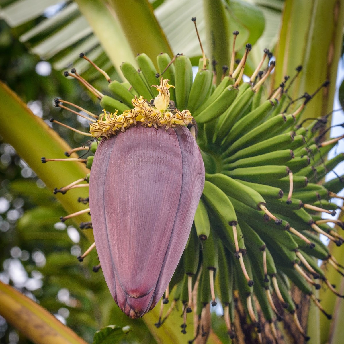 Banánovník Dwarf Cavendish - Musa acuminata - semena banánovníku - 5 ks
