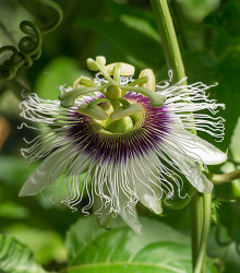 Mučenka jedlá - Passiflora edulus - semena mučenky - 5 ks
