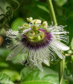 Mučenka jedlá - Passiflora edulus - semena mučenky - 5 ks