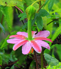 Mučenka banánová - Passiflora mollissima - semena mučenky - 5 ks