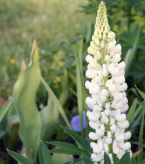 Lupina bílá - Vlčí bob - Lupinus albus - semena lupiny - 5 ks