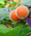 Chlupatý pomeranč - Solanum quitoense - semena pomeranče - 5 ks