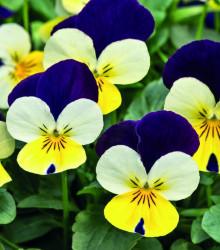 Violka rohatá Lemon Purple Wing - Viola cornuta - semena violky - 20 ks