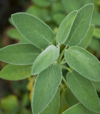 Šalvěj lékařská - Salvia officinalis - semena šalvěje - 20 ks