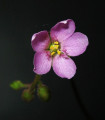 Rosnatka nidiformis - Drosera nidiformis - semena - 15 ks