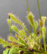 Rosnatka nidiformis - Drosera nidiformis - semena - 15 ks
