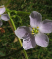 Rosnatka indická - Drosera indica - semena rosnatky - 15 ks