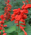 Šalvěj zářivá Johannisfeuer - Salvia splendens - semena šalvěje - 15 ks