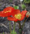 Mák nahoprutý Gnome - Papaver nudicaule - semena máku - 50 ks