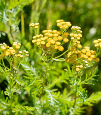 Kopretina vratič - Vratič obecný - Tanacetum vulgare - semena kopretiny - 0,4 g