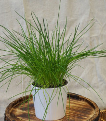 Pažitka pražská - Allium schoenoprasum L. - semena pažitky - 750  ks