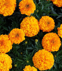 Aksamitník vzpřímený Sunset - Tagetes erecta - semena aksamitníku - 0,3 g