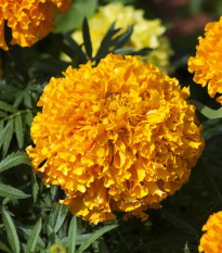 Aksamitník vzpřímený nízký Golden Age - Tagetes erecta nana - semena aksamitníku - 0,3 g