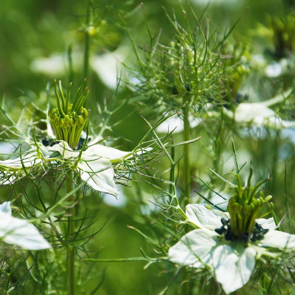 Černucha damašská bílá - Nigella Damascena - semena - 150 ks